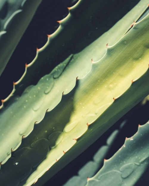 How to benefit from all the virtues of aloe vera?