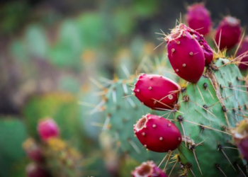 Prickly pear oil: a powerful natural anti-aging agent