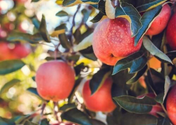 An apple in the skin: the antioxidant power of Akane